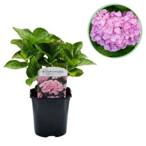 thumbnail_6000-3431.jpg Hortensia - Hydrangea macrophylla Pink - Bloem Roze - Bladverliezend - Weinig Onderhoud