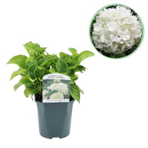 Hortensia - Hydrangea macrophylla Blue - Bloem Wit - Bladverliezend - Weinig Onderhoud