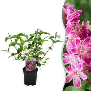 Deutzia hybrida Strawbery Fields - Bloem Roze - Bladverliezend - Weinig Onderhoud