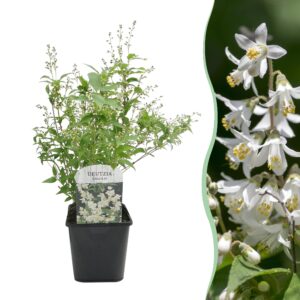 Deutzia Gracilis - Bloem Wit - Bladverliezend - Weinig Onderhoud