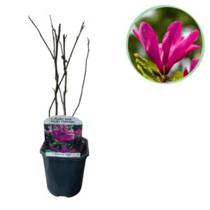 Magnolia Susan  - Bloemen Donker Roze - bladverliezend - weinig onderhoud - pot 17cm hoogte 45cm - Heester