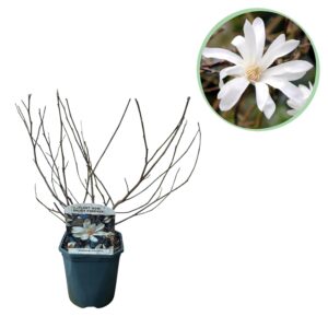 Magnolia Stellata  - Bloem Wit  - Bladverliezend - Weinig Onderhoud