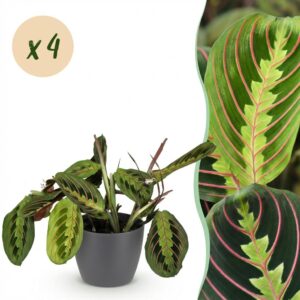 thumbnail_6000-349.jpg Maranta Fascinator Tricolour - Gebedsplant - Huisdiervriendelijke Plant - Groen - 4 Planten - met Potter Grijs