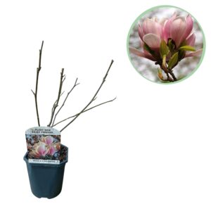 Magnolia Soulangiana  - Bloemen Licht Roze - Bladverliezend - Weinig Onderhoud