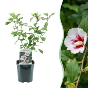 Hibiscus syriacus Hamabo - Bloem Licht roze - Bladverliezend - Weinig Onderhoud