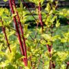 Cornus sibirica - Rode Takken - Bladverliezend - Weinig Onderhoud
