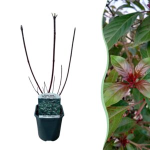 Cornus alba Kesselringii - Paarse Takken - Bladverliezend - Weinig Onderhoud