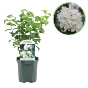 Boerenjasmijn -   Philadelphus Snowbelle - Bloem Wit - Bladverliezend - Weinig Onderhoud