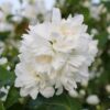 Boerenjasmijn -   Philadelphus Snowbelle - Bloem Wit - Bladverliezend - Weinig Onderhoud