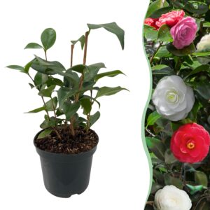 Camelia japonica Tricolour - Bloem Roze, Wit en Rood - Groenblijvend