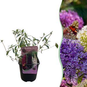 Vlinderstruik - Buddleja davidii Tricolour - Bloem Roze , Wit en Paars - Bladverliezend - Vlinderlokkend