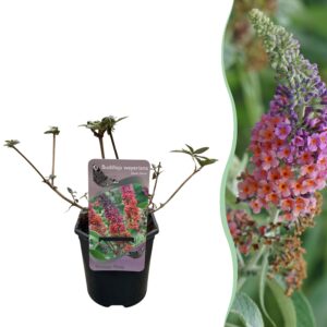 Vlinderstruik - Buddleja davidii Flower Power - Bloem Oranje Paars - Bladverliezend - Vlinderlokkend