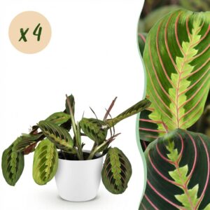 thumbnail_6000-359.jpg Maranta Fascinator Tricolour - Gebedsplant - Huisdiervriendelijke Plant - Groen - 4 Planten - met Potter Wit