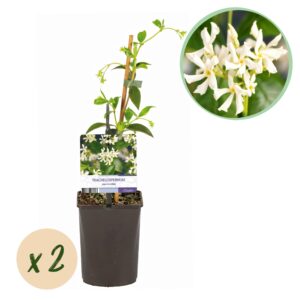 thumbnail_6000-3621.jpg Toscaanse jasmijn - Trachelospermum jasminoides - Bloem Wit - Groenblijvend - 2 planten
