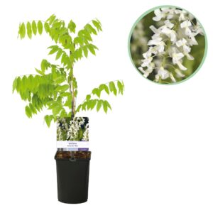 thumbnail_6000-3632.jpg Blauwe regen - Wisteria floribunda Alba - Bloem Wit