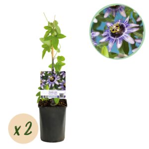 thumbnail_6000-3643.jpg Passiebloem - Passiflora Damsels Delight - Bloem Paars met Wit - Weinig onderhoud - 2 planten