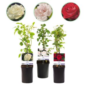 thumbnail_6000-3654.jpg Klimroos - Rosa Tricolour - Bloemen Roze Wit Rood - Weinig onderhoud - 3 planten