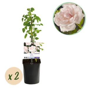 thumbnail_6000-3665.jpg Klimroos - Rosa New Dawn - Bloem Licht roze - Weinig onderhoud - 2 planten