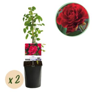 thumbnail_6000-3676.jpg Klimroos - Rosa Paul Scarlet Climber - Bloem Rood - Weinig onderhoud - 2 planten