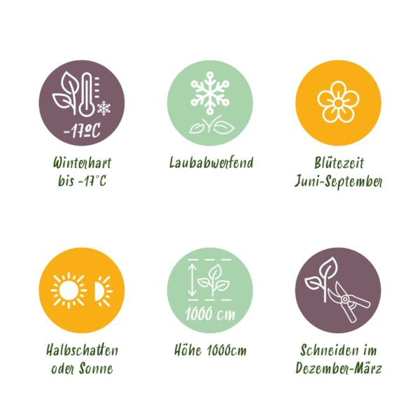 Klimroos - Rosa Paul Scarlet Climber - Bloem Rood - Weinig onderhoud - 2 planten