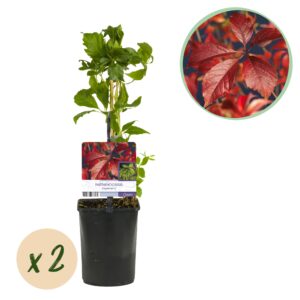 thumbnail_6000-3687.jpg Wilde Wingerd - Parthenocissus Engelmannii - Blad Groen later Rood - Weinig onderhoud - 2 planten