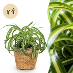 Chlorophytum comosum Bonnie - Krullende Graslelie - Huisdiervriendelijke Plant - Groen - 4 Planten - met Mand