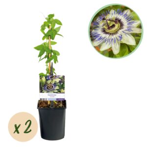 thumbnail_6000-3709.jpg Passiebloem - Passiflora caerulea - Bloem Blauw met Groen Wit - Weinig onderhoud - 2 planten