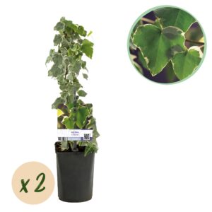 thumbnail_6000-3720.jpg Klimplant - Hedera helix Glacier - Blad Bont - Groenblijvend - 2 planten