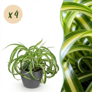 Chlorophytum comosum Bonnie - Krullende Graslelie - Huisdiervriendelijke Plant - Groen - 4 Planten - met Potter Grijs