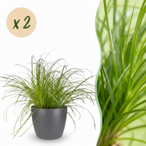 Cyperus alternifolius Zumula - Kattengras - Huisdiervriendelijke Plant - Groen - 2 Planten - met Potter Grijs