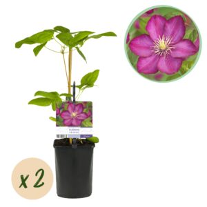 Klimplant - Clematis Ville de Lyon - Bloem Roze - Weinig onderhoud -2 planten -  Pot 11cmcm