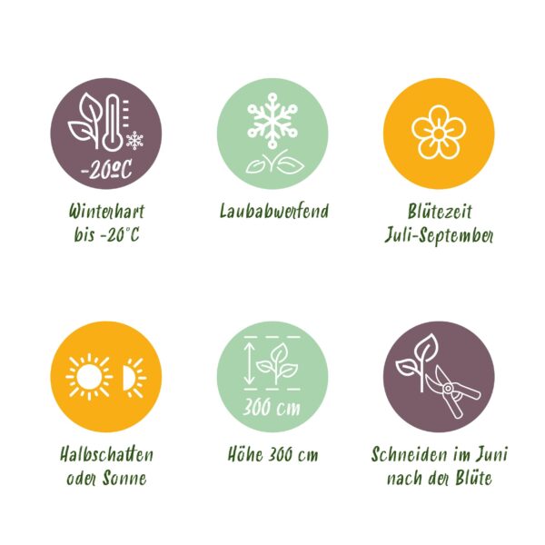 Klimplant - Clematis Westerplatte - Bloem Rood - Weinig onderhoud -2 planten -  Pot 11cmcm