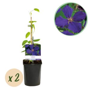 Clematis Jackmanii Huldine - Bosrank - Wit - Klimplant | 2 stuks