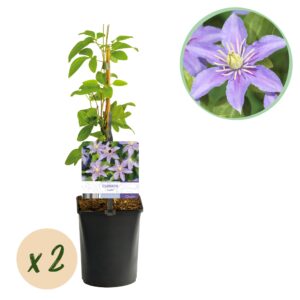 Clematis Justa - Bosrank - Licht Blauw - Klimplant | 2 stuks