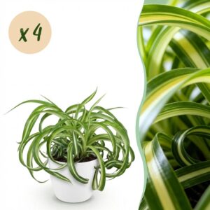 Chlorophytum comosum Bonnie - Krullende Graslelie - Huisdiervriendelijke Plant - Groen - 4 Planten - met Potter Wit