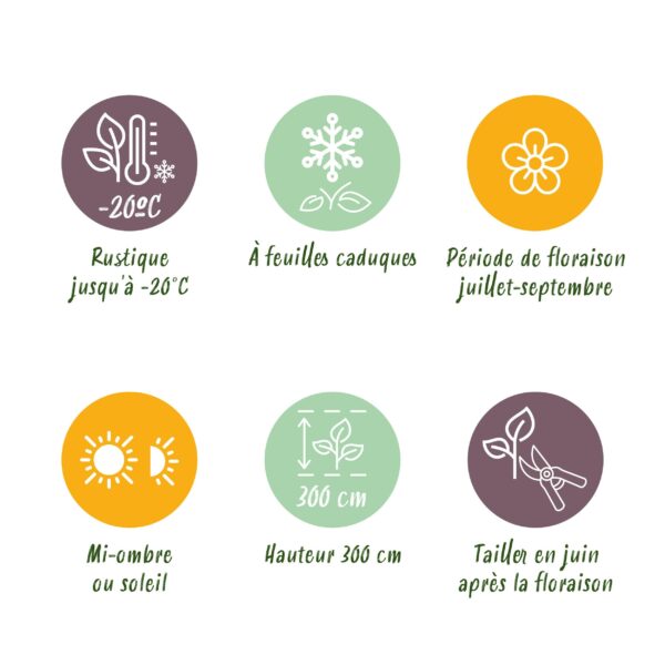 thumbnail_6000-3910.jpg Klimplant - Clematis Mikelite - Bloem Paars - Weinig onderhoud -2 planten - Pot 11cmcm