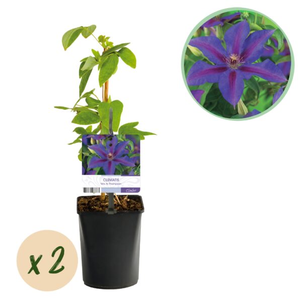 thumbnail_6000-3918.jpg Klimplant - Clematis Mrs. N. Thompson - Bloem Roze - Weinig onderhoud -2 planten - Pot 11cmcm