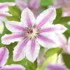Klimplant - Clematis Nelly Moser - Bloem Roze - Weinig onderhoud -2 planten -  Pot 11cmcm
