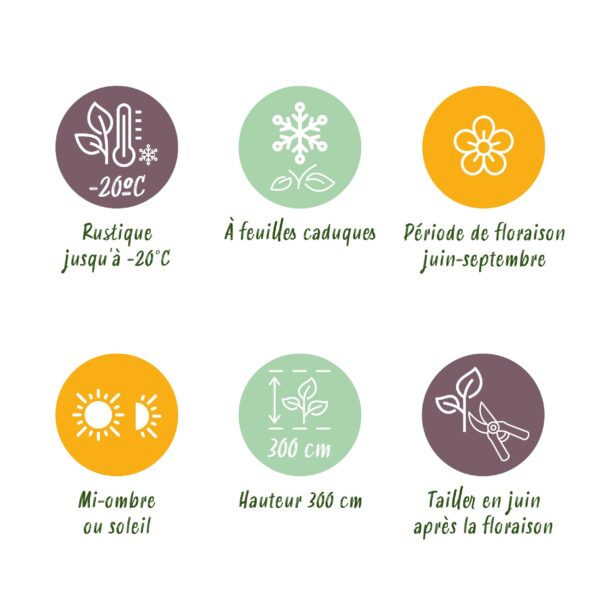 thumbnail_6000-3932.jpg Klimplant - Clematis Mrs. N. Thompson - Bloem Roze - Weinig onderhoud -2 planten - Pot 11cmcm