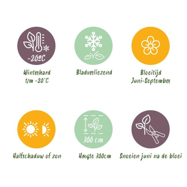 thumbnail_6000-3936.jpg Klimplant - Clematis Mrs. N. Thompson - Bloem Roze - Weinig onderhoud -2 planten - Pot 11cmcm