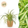 Chlorophytum comosum Variegatum - Bonte Graslelie - Huisdiervriendelijke Plant - Groen - 4 Planten - met Mand
