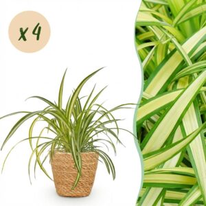 Chlorophytum comosum Variegatum - Bonte Graslelie - Huisdiervriendelijke Plant - Groen - 4 Planten - met Mand