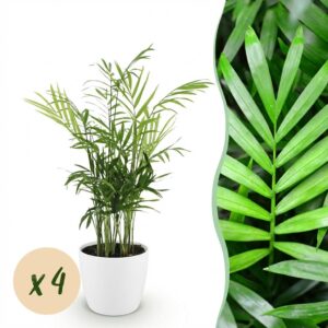 Chamaedorea elegans - Goudpalm - Huisdiervriendelijke Plant - Groen - 4 Planten - met Potter Wit