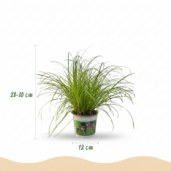 Cyperus alternifolius Zumula - Kattengras - Huisdiervriendelijke Plant - Groen - 2 Planten - met Potter Grijs