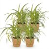 Chlorophytum comosum Variegatum - Bonte Graslelie - Huisdiervriendelijke Plant - Groen - 4 Planten - met Mand