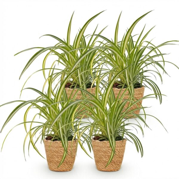 Chlorophytum comosum Variegatum - Bonte Graslelie - Huisdiervriendelijke Plant - Groen - 4 Planten - met Mand