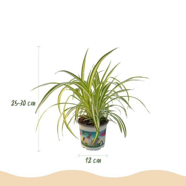 Chlorophytum comosum Variegatum - Bonte Graslelie - Huisdiervriendelijke Plant - Groen - 4 Planten - met Mand