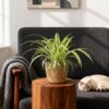 Chlorophytum comosum Variegatum - Bonte Graslelie - Huisdiervriendelijke Plant - Groen - 4 Planten - met Mand