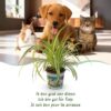 Chlorophytum comosum Variegatum - Bonte Graslelie - Huisdiervriendelijke Plant - Groen - 4 Planten - met Mand