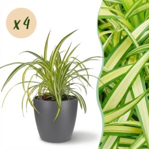 Chlorophytum comosum Variegatum - Bonte Graslelie - Huisdiervriendelijke Plant - Groen - 4 Planten - met Potter Grijs